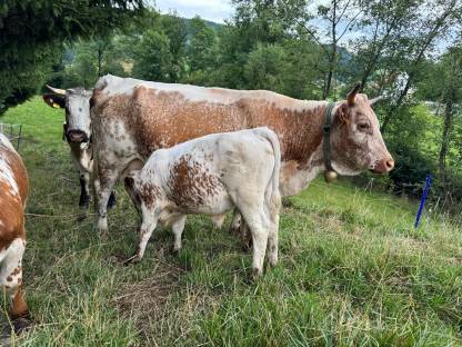 Bild 6:Pustertaler Sprinzen