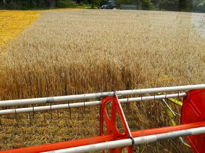 Bio Triticale