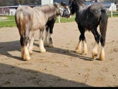 Shire Horse, größte Pferderasse der Welt