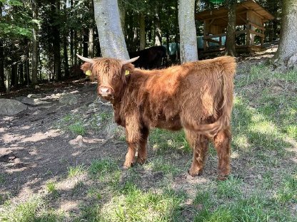 Bild 4:Hochlandrinder Kalbinnen