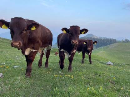 Bild 2:Pinzgauer Kuhkalb