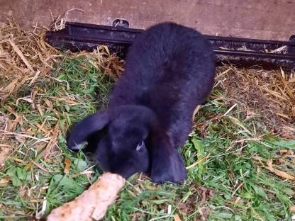 Bild 8:Deutsche Widder Rammler