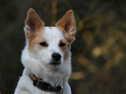 Bild 5:Wurfplanung Norrbottenspitz 2026 - Preis auf Anfrage