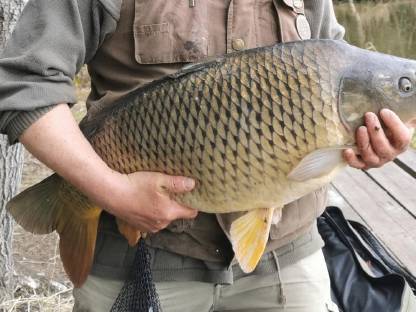 Bild 2:XXL-Karpfen