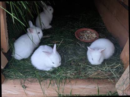 Bild 5:Löwenkopf Zwergkaninchen