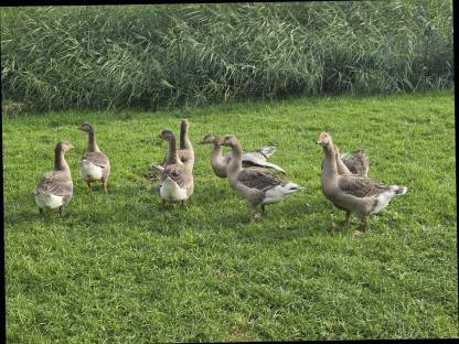 Bild 2:Junge Graugänse