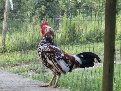 Bild 2:Steinpipperl Hähne