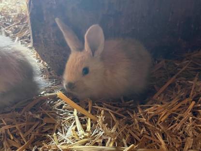 Junge Kaninchen