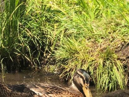 Enten, Laufenten