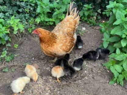 Bild 3:Bruteier Buntleger, Grünleger, Blauleger, Mooshühner, Maran