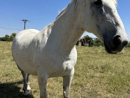 Bild 2:Sanfte Hobby-Stute