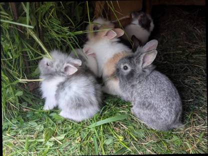 Bild 5:Löwenkopf Zwergkaninchen zu verkaufen