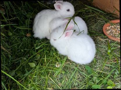 Bild 8:Löwenkopf Zwergkaninchen zu verkaufen