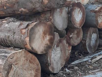 Buchenstammholz Buchenfaserholz
