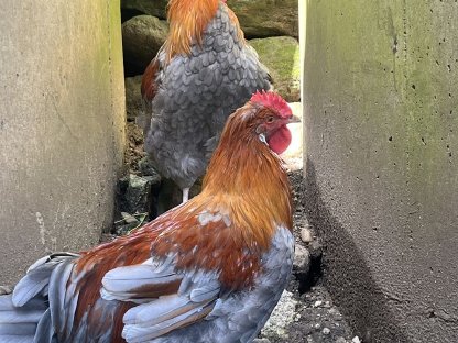 Bild 2:Reinrassige Bio-Junghähne