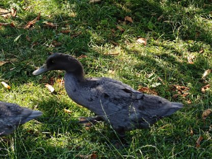 Bild 4:Enten, Laufenten-Küken, fleißige Schneckensammler