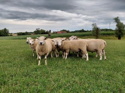 Bild 4:Cheviot Import - Meatlinc- Lleyn-Widder