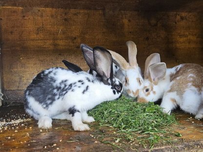 Bild 4:Verkaufe schöne Fleischhasen