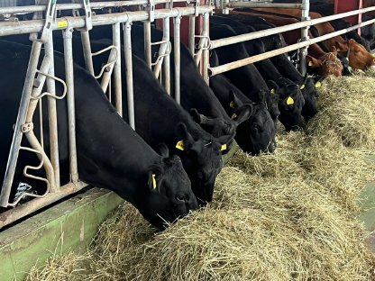 Bild 5:Angus Mutterkühe mit Kalb bei Fuß zu verkaufen