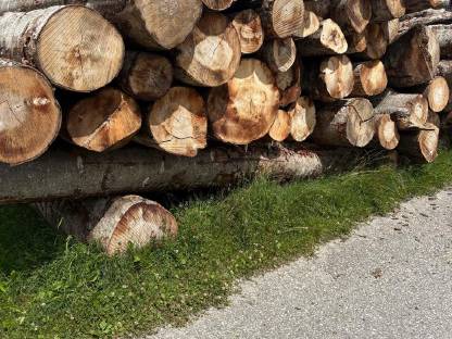 Buchenholz