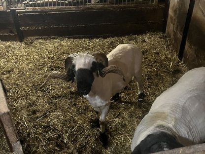 Walliser Schwarznasen Bock