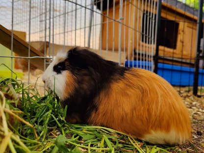 Bild 8:Meerschweinchen zu verkaufen