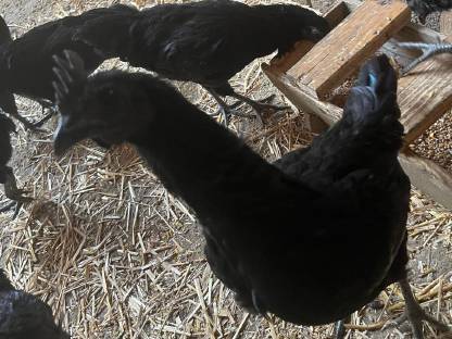 Bild 3:Ayam Cemani Jung-Hähne