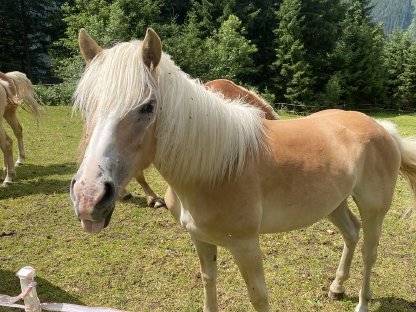 Bild 6:Haflinger Jährlingsstute Vanelia