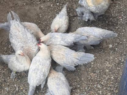 Bild 3:Federfüßig Zwerghühner