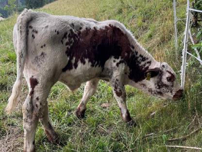 Bild 6:Pustertaler Sprinzen Stierkalb
