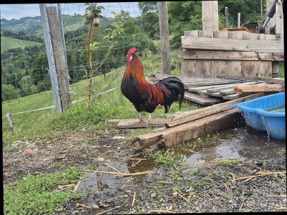 Bild 4:Altsteirer Hähne und Tagesküken