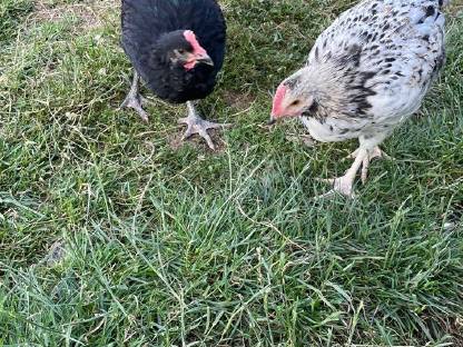 Bild 3:Rasse-Mix Junghennen