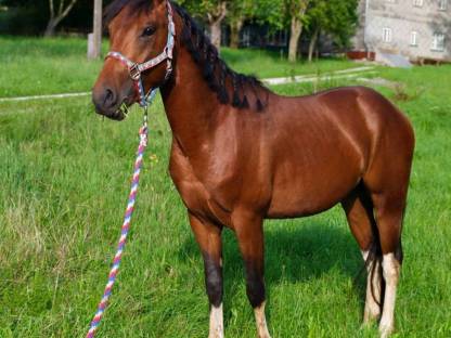 Paint Horse Hengst