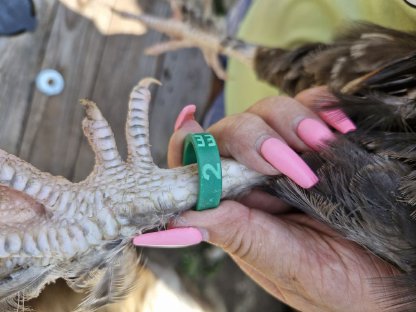 Bild 9:Deutsches Lachshuhn/Hähne