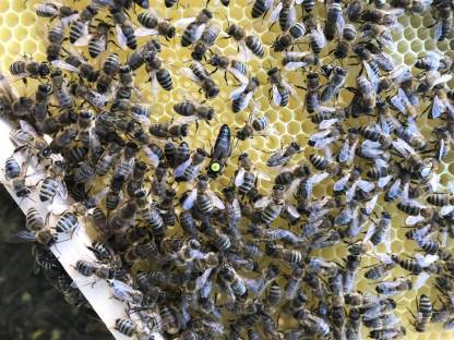 Bild 3:Ableger, Bienenvölker, Bienenkönigin