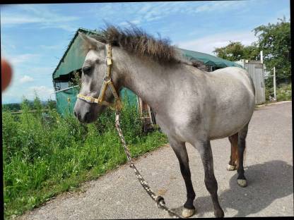 Ponystute