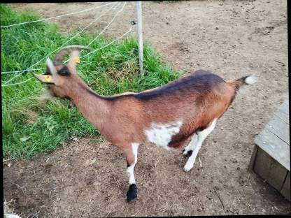 Bild 4:Tauernschecken Ziegen