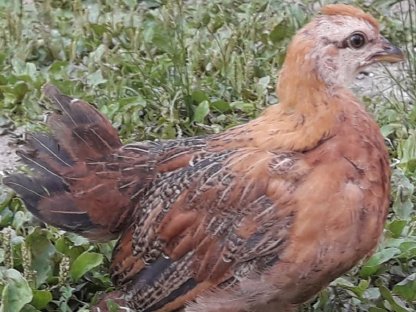 Bild 5:Bunte Hühner