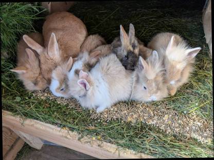 Bild 3:Löwenkopf Zwergkaninchen