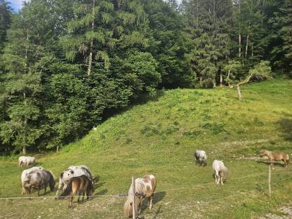 Ponystuten