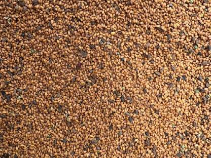 Bild 2:Leindotter Ernte 2025