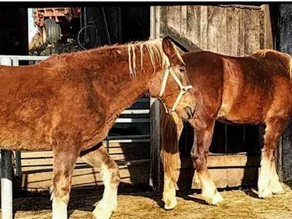 Bild 7:Dunkelfuchs Stuten