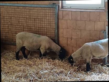 Bild 3:Ile de France / Suffolk Bocklämmer