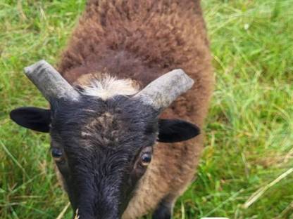 Ouessant Bock