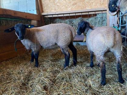 Bild 2:Suffolk Schafe