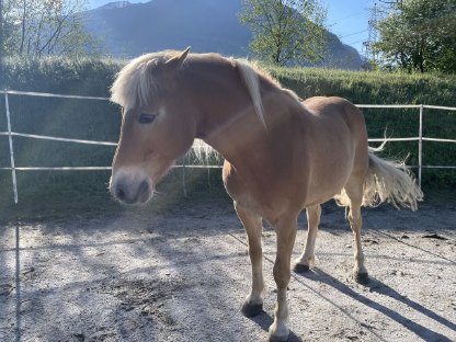 Bild 2:Haflinger Wallach