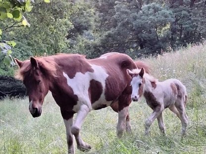 Bild 3:Fönix – junger Islandhengst mit Potenzial
