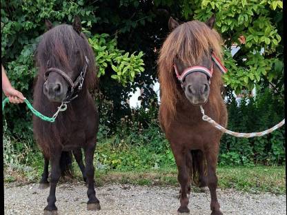 2 liebe Mini Shettys suchen neues Zuhause