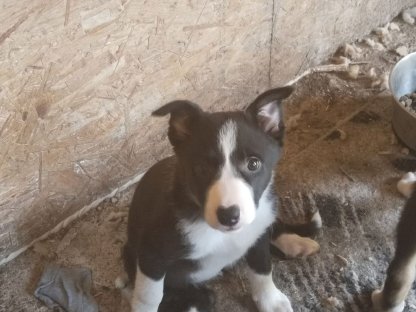 Border Collie Welpen