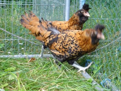 Bild 2:Brabanter gold-schwarzgetupft